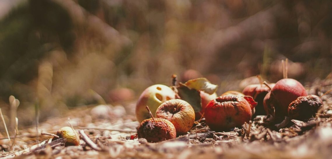 Come Ridurre lo Spreco Alimentare: Consigli Pratici