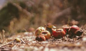 Come ridurre lo spreco alimentare